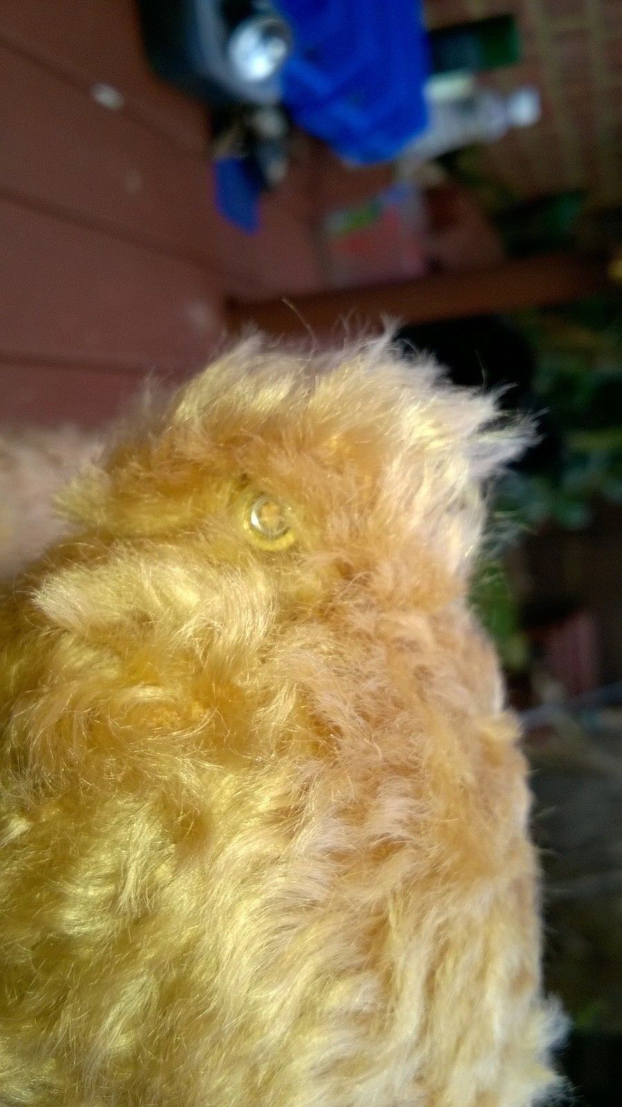 Genuine Mohair Steiff  'Father' Teddy Bear, never used with Button