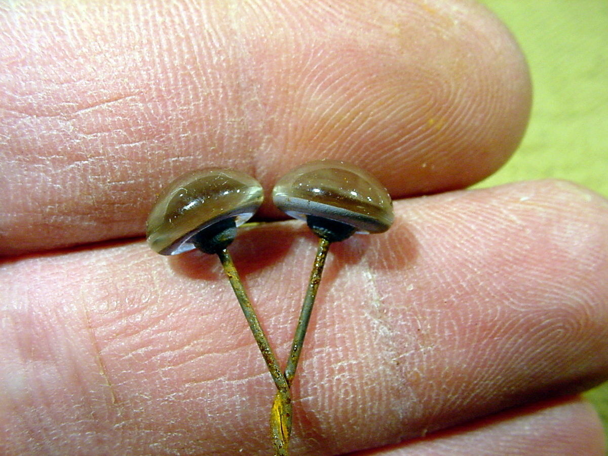 a pair vintage Glass Eyes size 9 mm age 1910 for doll , bears or taxidermy 802