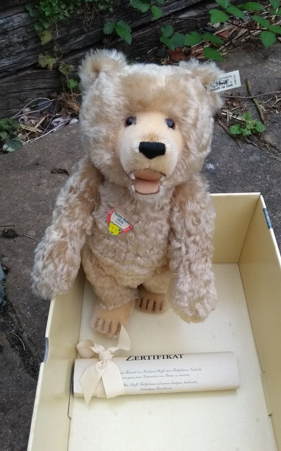 BOXED 1995 STEIFF BLONDE 35'* TEDDY BEAR WITH TEETH" LIMITED EDITION