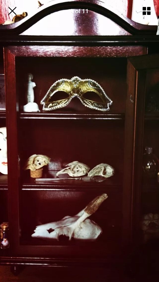 Cabinet Of Curiosities Real Animal Skulls Bones Taxidermy Assemblage