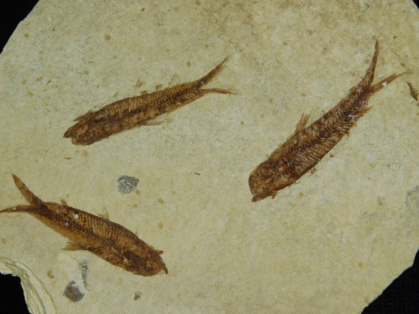 School of THREE! Small 50 Million Year Old Restored Fish Fossils 91.7gr