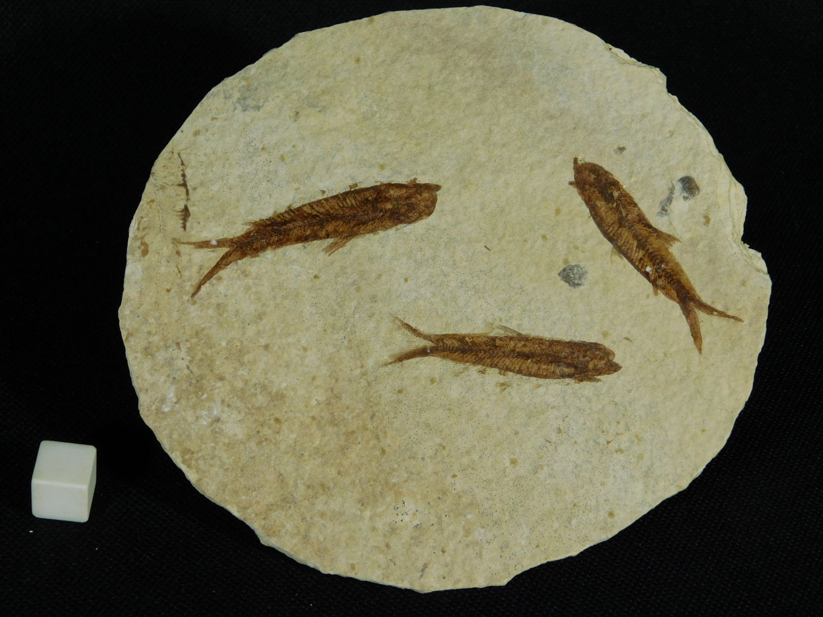 School of THREE! Small 50 Million Year Old Restored Fish Fossils 91.7gr