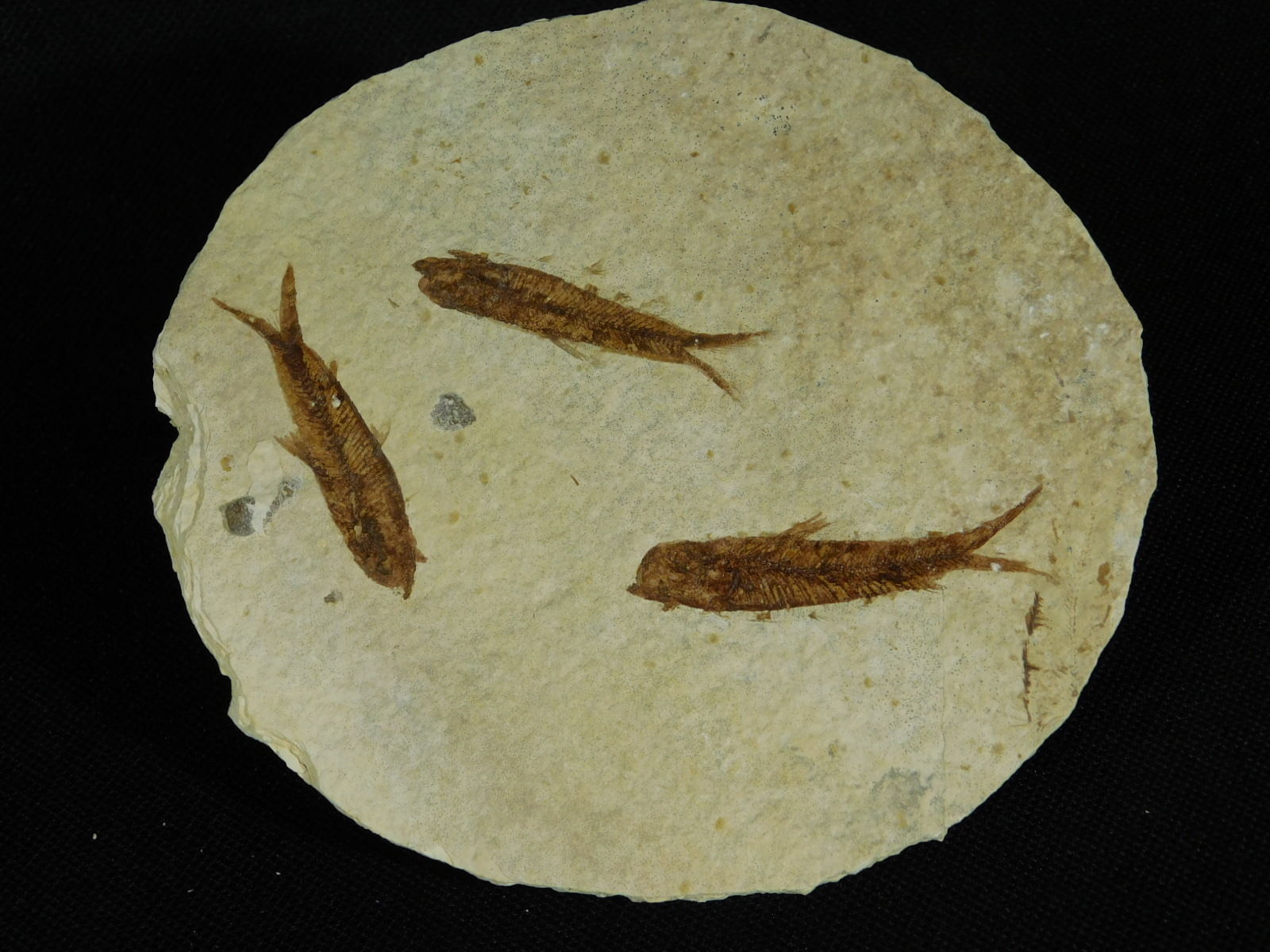 School of THREE! Small 50 Million Year Old Restored Fish Fossils 91.7gr