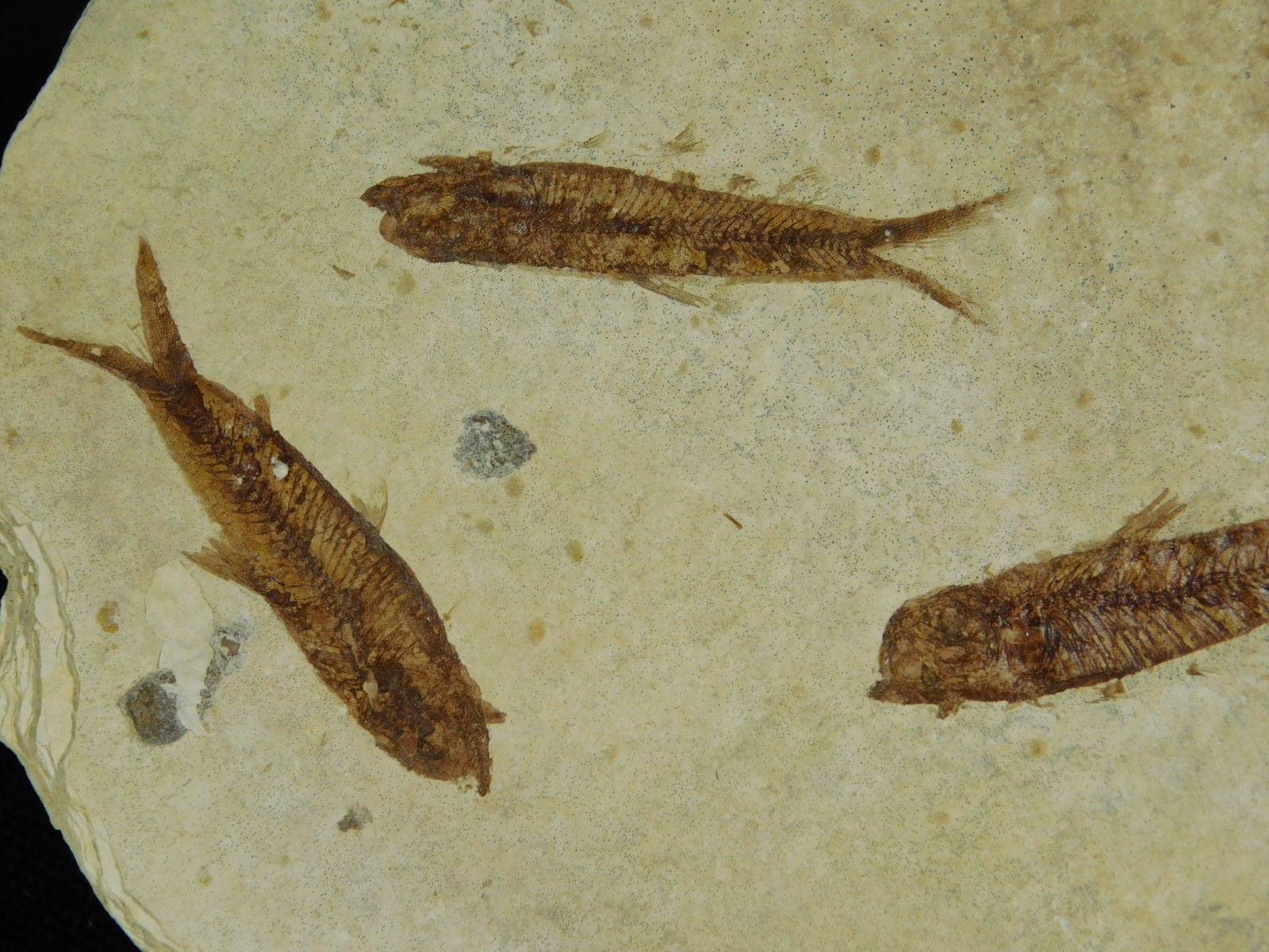 School of THREE! Small 50 Million Year Old Restored Fish Fossils 91.7gr