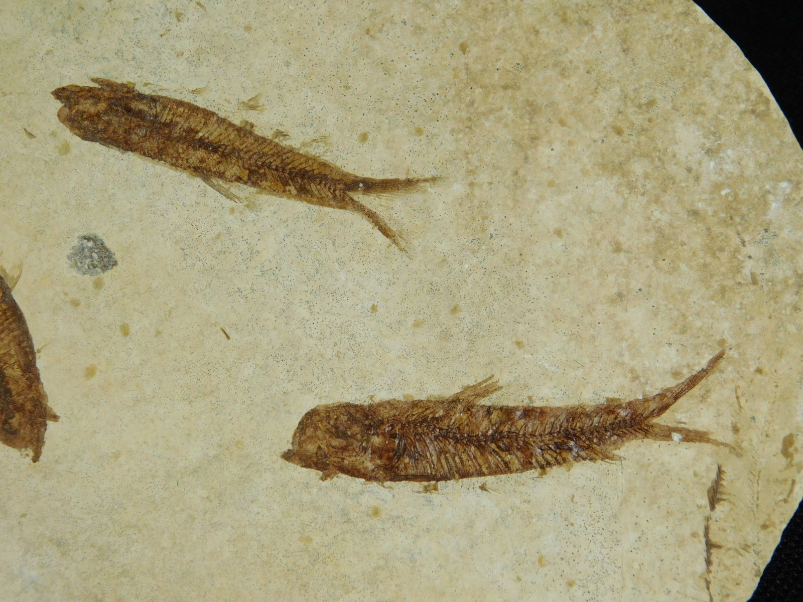 School of THREE! Small 50 Million Year Old Restored Fish Fossils 91.7gr