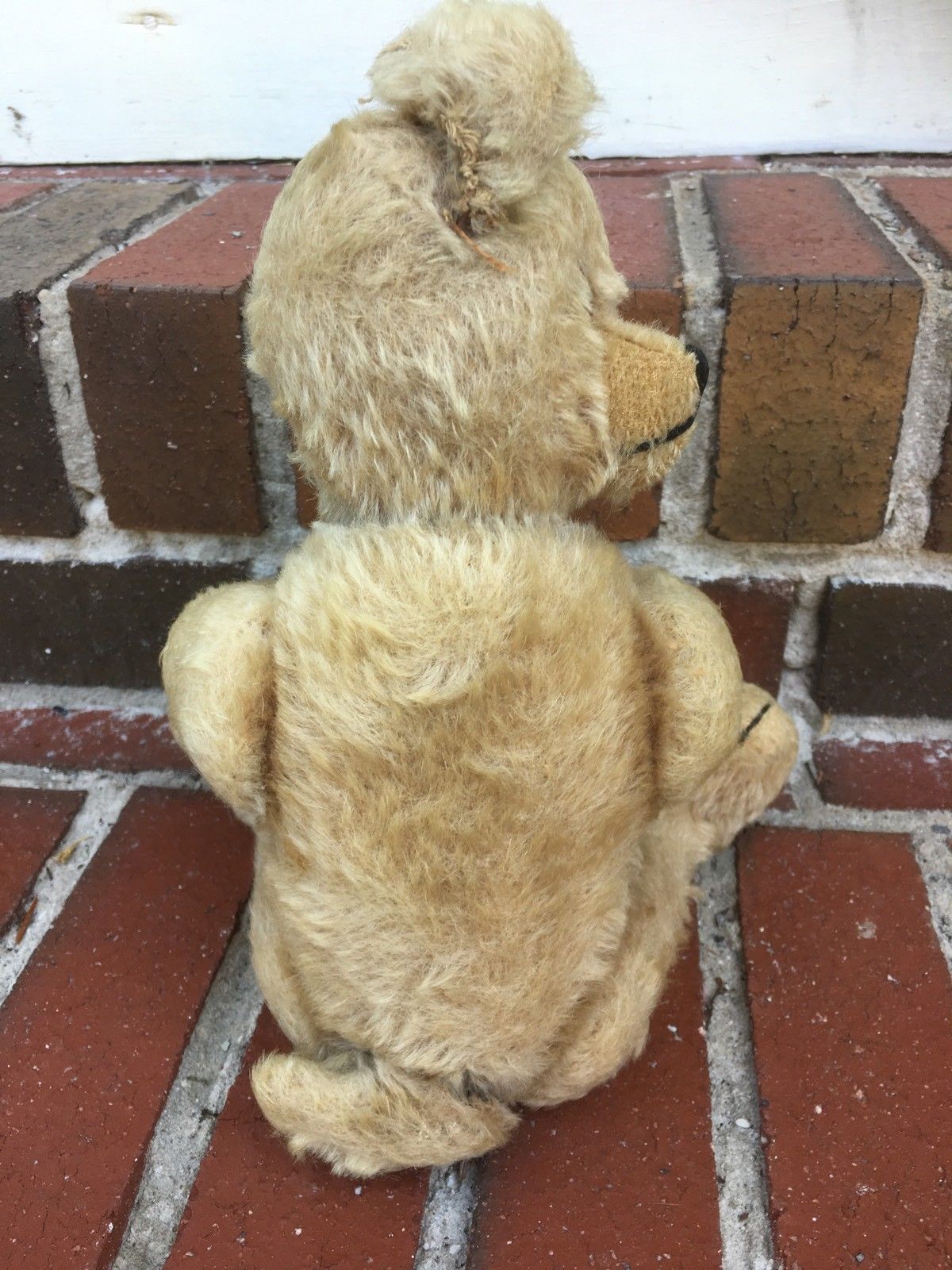 Rare Vintage Steiff Bear with Tail Moves Head Mechanism 1930's