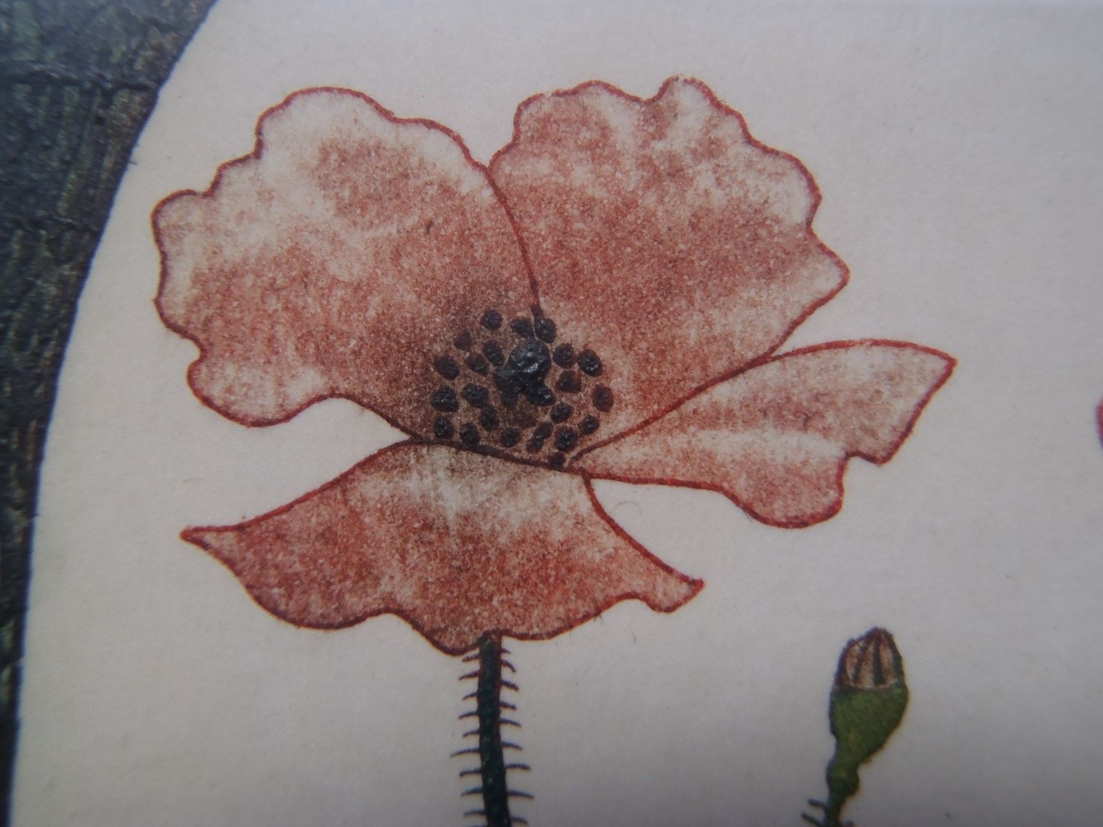 Rosa Ballester Amapola Poppy Flower Mixed Media Mexico